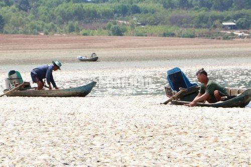 Công an vào cuộc vụ cá chết nổi trắng hồ Sông Mây