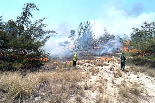 Quảng Bình: Cháy rừng phòng hộ ven biển ở xã Hải Ninh