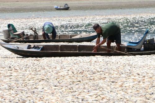 Công an vào cuộc vụ cá chết nổi trắng hồ Sông Mây, Đồng Nai