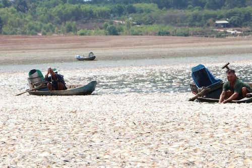 Đồng Nai: Hơn 200 tấn cá chết ở hồ Sông Mây gây ô nhiễm