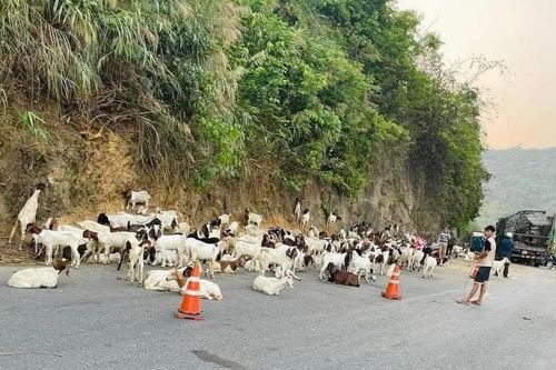 Xe chở dê bị lật ở Quảng Trị, người dân kêu gọi mua 'giải cứu'