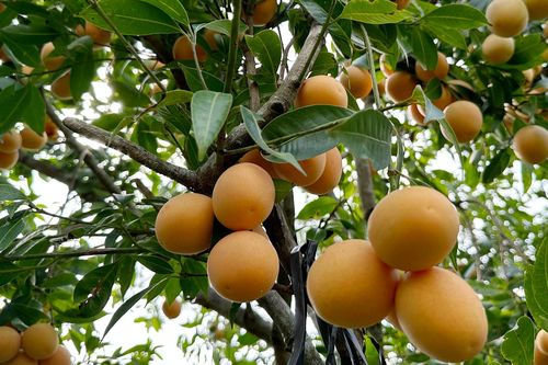 Lão nông thu bộn tiền nhờ 'bí kíp' cho cây thanh trà ngọt ra trái nghịch vụ