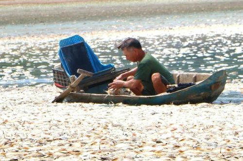 Hơn 200 tấn cá chết trắng, bốc mùi hôi ở Đồng Nai