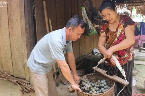 Lên vùng cao xem người dân biến quả dại thành 'ngọc trắng' của rừng