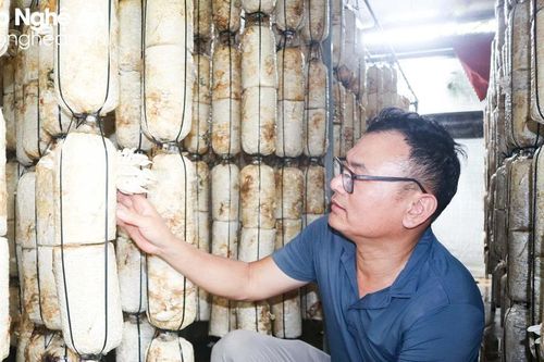 Tư duy bán hàng 'khác lạ' của ông chủ trại nấm ở Nam Đàn