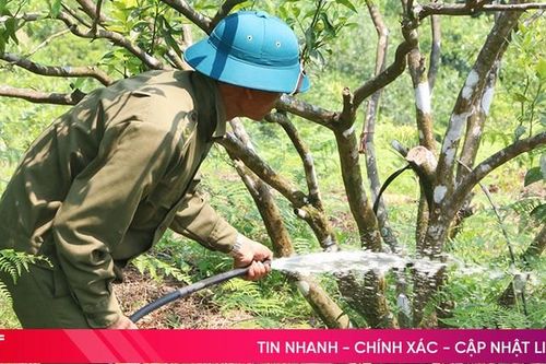 Nắng như 'rót lửa', nông dân Vũ Quang lo chống hạn cho cam