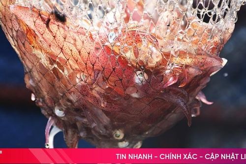 Mực nhảy Vũng Áng hút khách vào dịp lễ