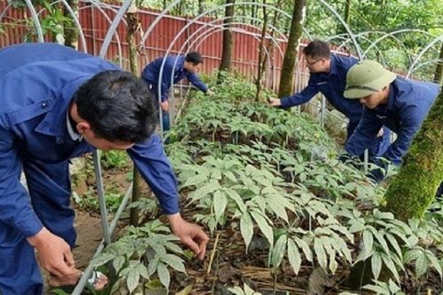 Lai Châu phấn đấu đến năm 2030 diện tích trồng sâm đạt 3.000 ha