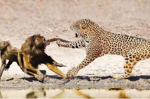 Đàn khỉ đầu chó bất lực nhìn đồng loại gục ngã dưới nanh vuốt của báo hoa mai