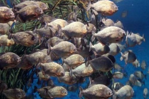 Đây là những điều sẽ xảy ra nếu bạn thả một con cá sấu vào hồ đầy cá piranha