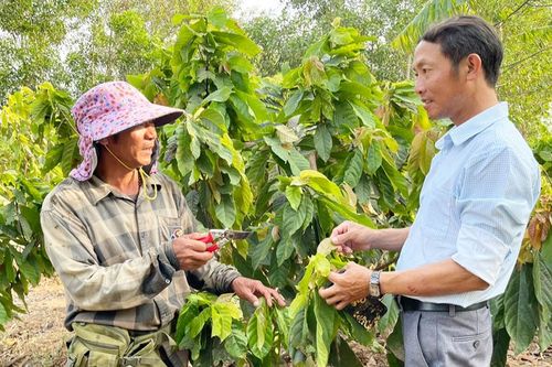 Ca cao: Niềm hy vọng mới của nông dân Pờ Tó