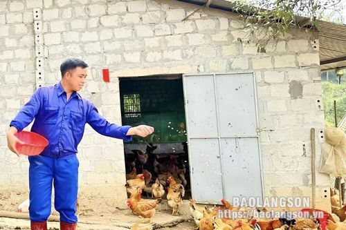 Vươn lên từ nuôi gà thả đồi