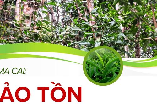 Bảo tồn vùng chè Shan cổ thụ
