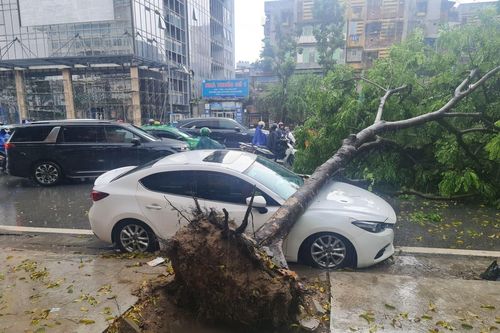 Mưa giông làm đổ cây đè trúng ô tô, chủ xe có được bồi thường?
