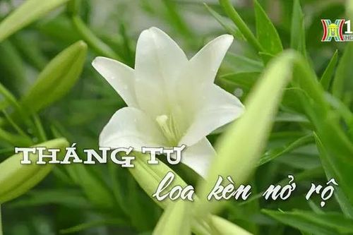 Tháng Tư hoa Loa kèn nở rộ| Nhịp sống Hà Nội| 29/04/2024