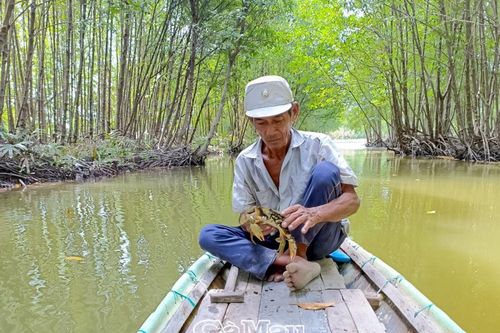 Cua nuôi thiệt hại - Nông dân khó khăn