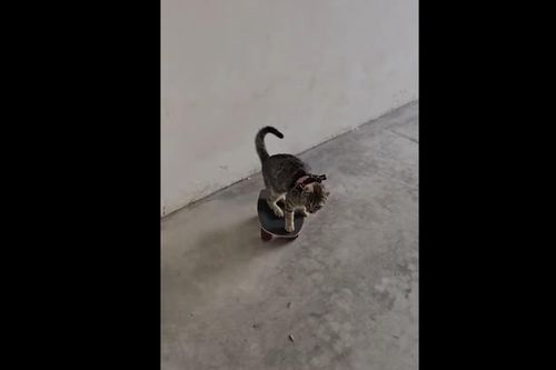 Chú mèo trượt ván cực điệu nghệ