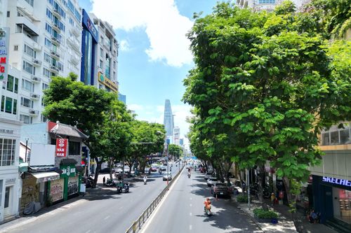 Cận cảnh hơn 400 cây xanh sắp bị đốn hạ làm tuyến Metro số 2 ở TP.HCM