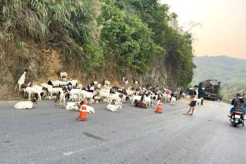 Xe chở hơn 100 con dê gặp tai nạn, dân chung tay mua 'giải cứu'