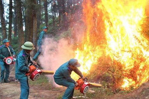 Triển khai các biện pháp cấp bách phòng cháy, chữa cháy rừng