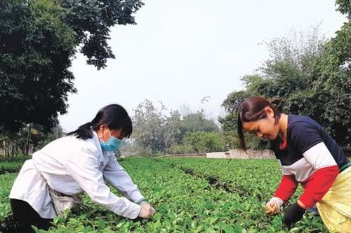 Chậm bàn giao đất nông, lâm trường về địa phương quản lý: Tháo gỡ bằng cách nào?