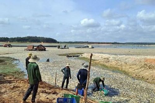 Khẩn trương xử lý hàng trăm tấn cá chết ở hồ Sông Mây (Đồng Nai)