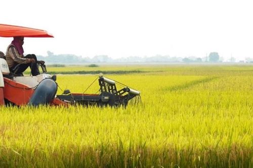 Trổ bông trúng đợt nóng sớm dị thường, nhiều diện tích lúa Đài Thơm 8 bên sông Thạch Hãn mất trắng