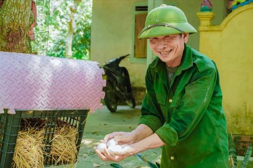 Nuôi gà rừng để thả về rừng