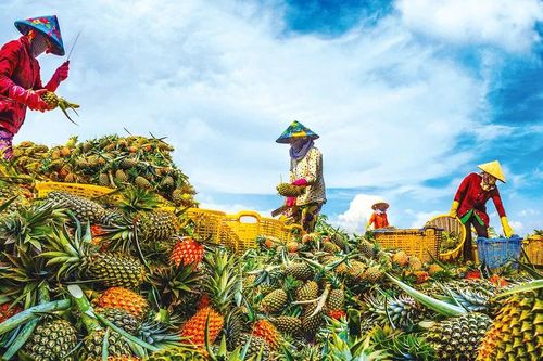 Khóm Cầu Đúc: vị ngọt của Vị Thanh