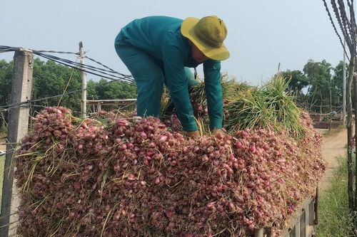 Mùa hành tím ở Quảng Ngãi