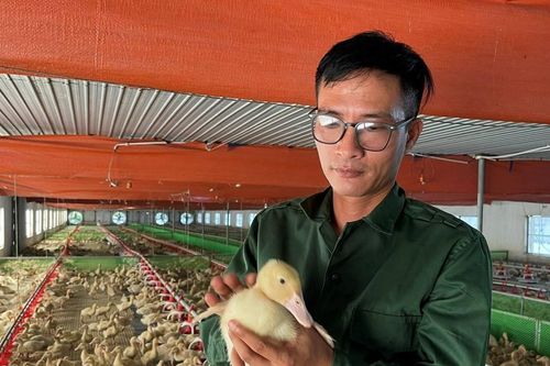 Cho vịt nghe nhạc, lắp camera theo dõi, kỹ sư điện thu 3 tỷ đồng/năm