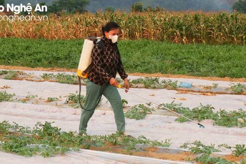 Nắng nóng cao điểm, nông dân Nghệ An tích cực tưới nước cứu dưa