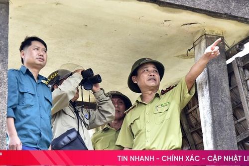 Canh rừng trên đỉnh non Hồng