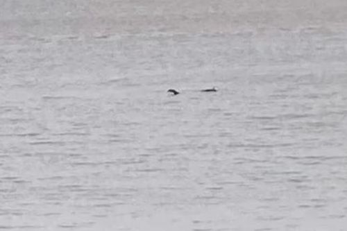 Sững sờ phát hiện 'quái vật hồ Loch Ness' xuất hiện rõ như ban ngày ở cự ly gần