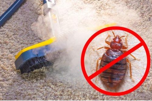 Dùng ngay những thứ mà bếp nhà nào cũng có để đuổi lũ côn trùng khó chịu