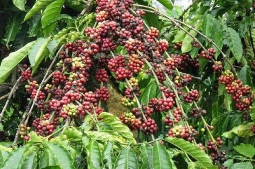 Xúc tiến thương mại mở rộng không gian cho nông sản Tây Nguyên