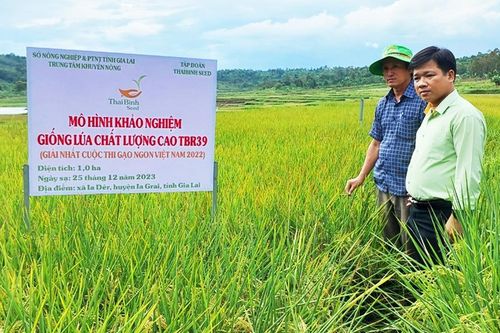 Đẩy mạnh chuyển đổi cơ cấu giống mì và lúa