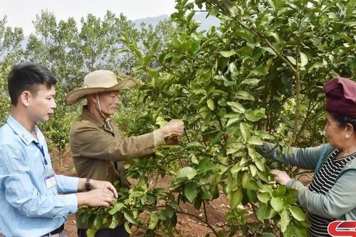 Sốp Cộp mở rộng diện tích cây ăn quả