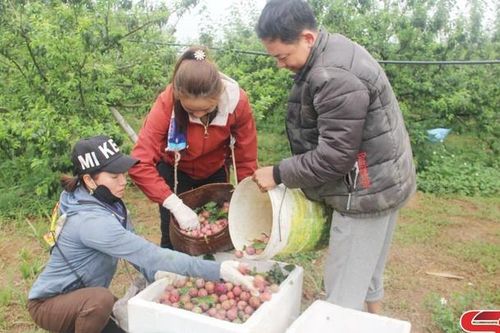 Áp dụng kỹ thuật vào sản xuất, thích ứng với biến đổi khí hậu
