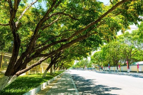 Yêu lắm mùa hoa sưa
