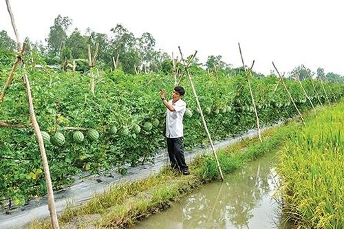 Làm giàu từ những cây trồng thích ứng với hạn, mặn