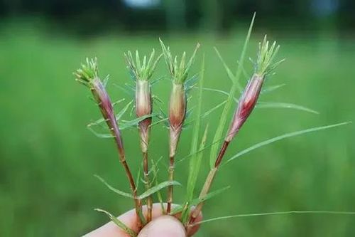 Phải dưới cỏ là trái tim thắm đỏ?