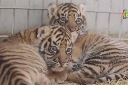 Vườn thú Pháp chào đón hai chú hổ Sumatra quý hiếm