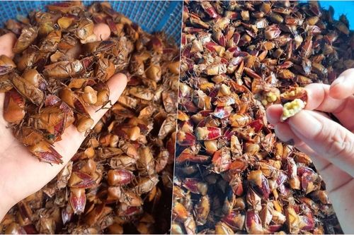 Loại côn trùng hôi hám, bị tránh xa nay bỗng thành đặc sản đắt đỏ