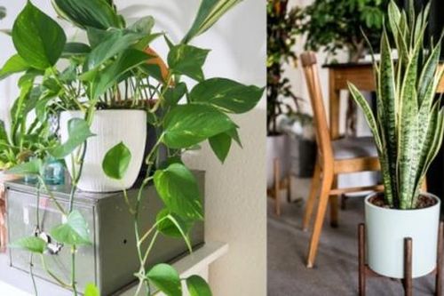 Người thông minh bí mật trồng 6 cây cảnh trong nhà: Vừa gia tăng vận khí lại biết 'nuốt' bụi bẩn, làm đẹp không gian