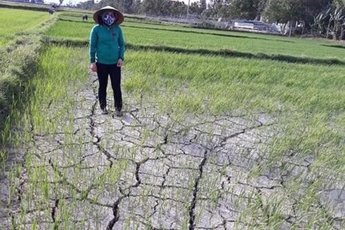 Cảnh báo khô hạn nghiêm trọng ở miền Trung, Tây Nguyên, xâm nhập mặn ở Nam Bộ
