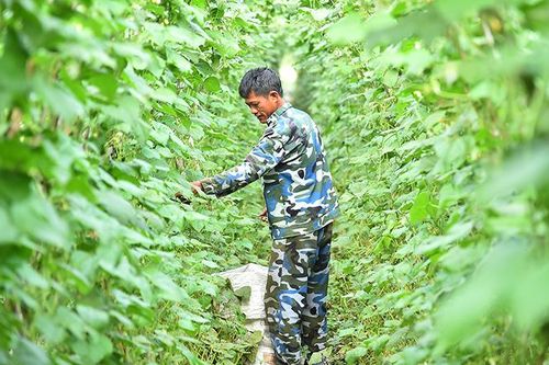 Những người nông dân nơi vùng chiến khu xưa