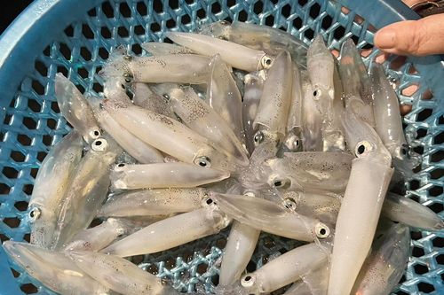 Phiên chợ đặc biệt họp ban đêm bán con 'nháy nháy'