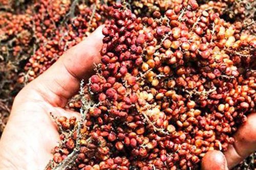 Loại quả mặn như muối, xưa không ai hái, giờ thành đặc sản được săn lùng