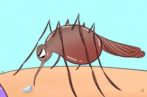 Điều gì xảy ra với cơ thể chúng ta khi bị muỗi đốt?